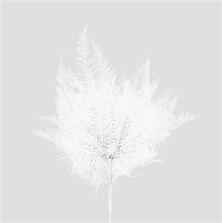 Preserved Mountain Fern - White