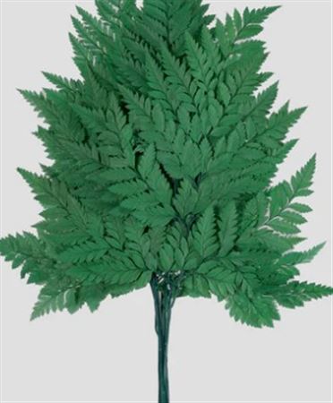 Preserved Felce Holly 10 Steli - Green