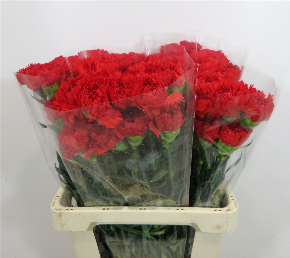 Garofano Red