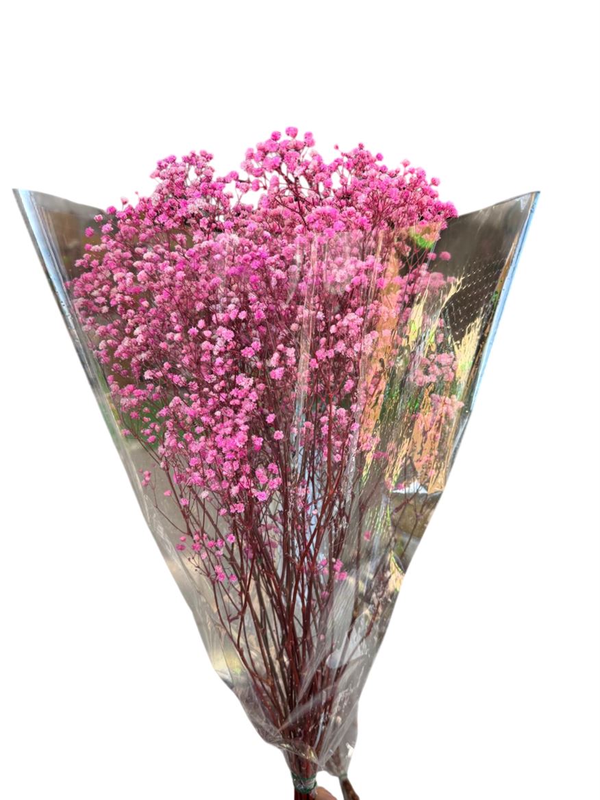 Preserved Gypsophila - Pink
