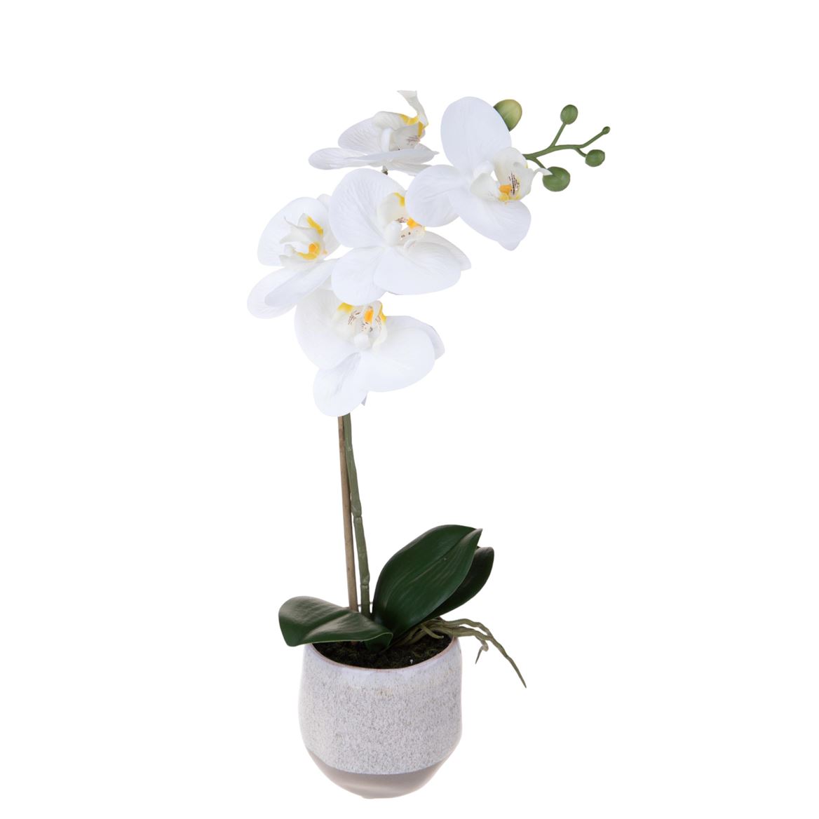 Art. Pianta Phalaenopsis Con Vaso H.42cm White