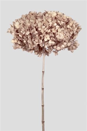 Preserved Hydrangea Annabelle - Antique White