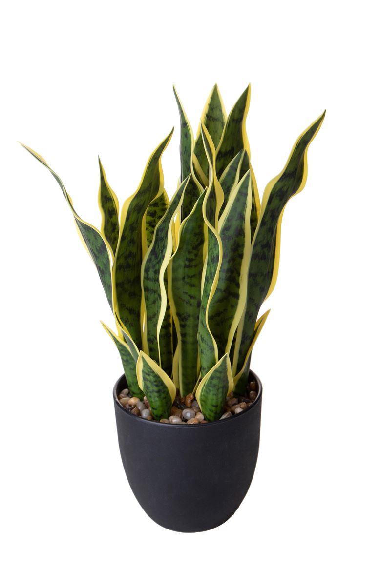 Art. Pianta Sanseveria Con Vaso 48cm - Green Yell.