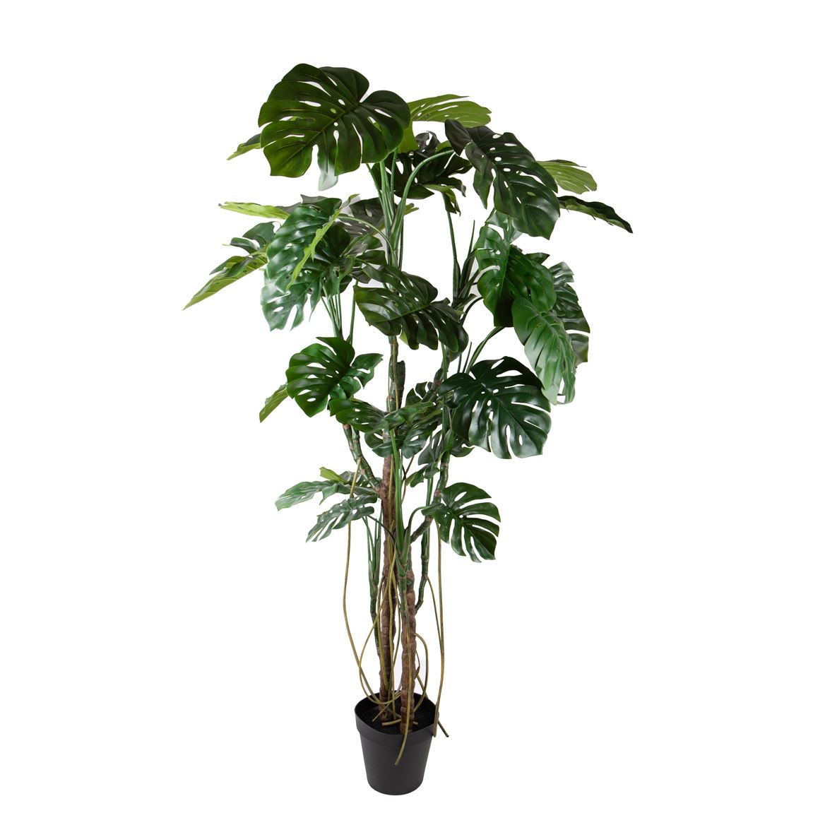 Art. Pianta Monstera H.240cm Con Vaso