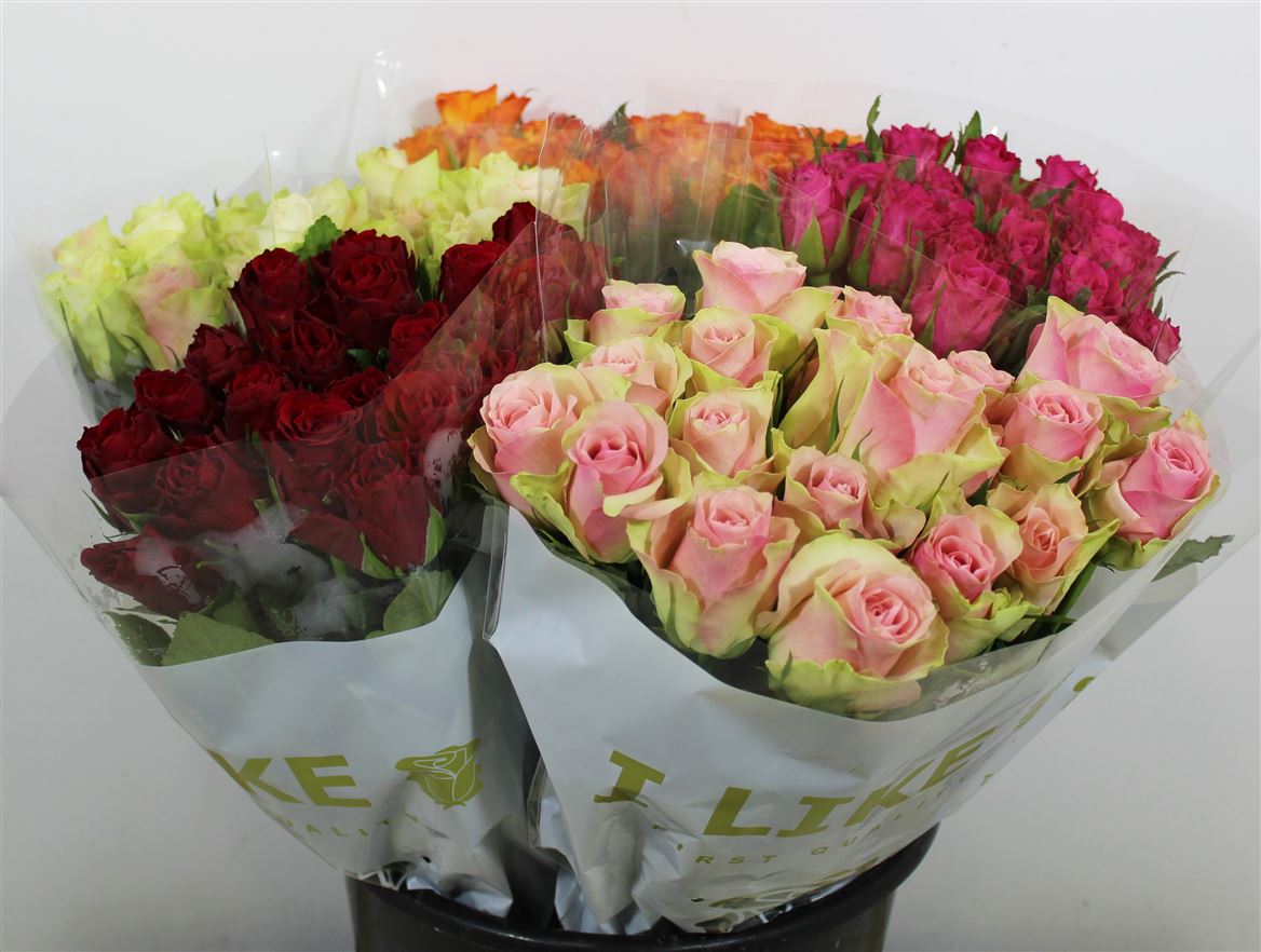 Rosa Ke Mix Box Solai
