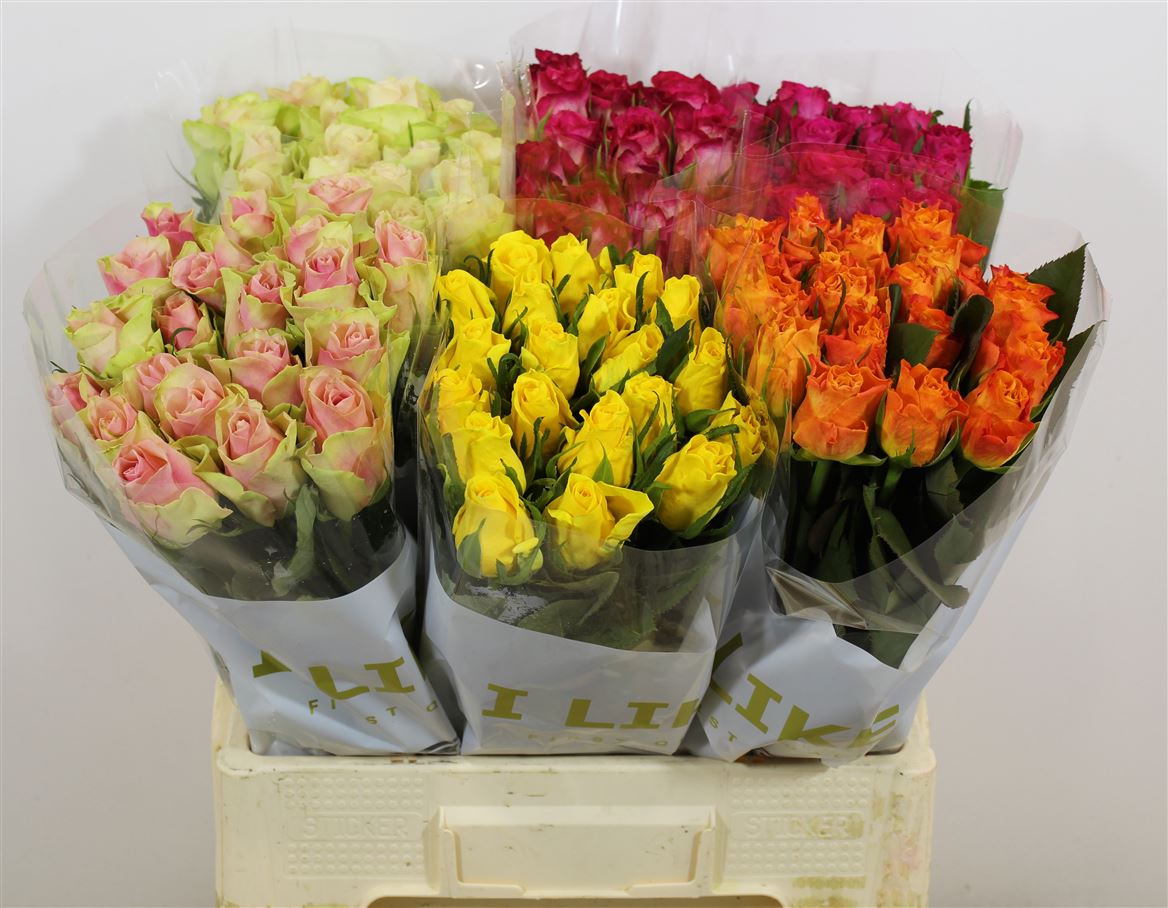 Rosa Ke Mix Box Solai