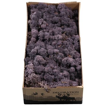 Preserved Muschio Iceland Aubergine