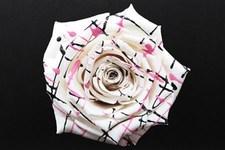 Preserved Rosa Ll Festiva White