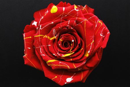 Preserved Rosa Ll Festiva Red *