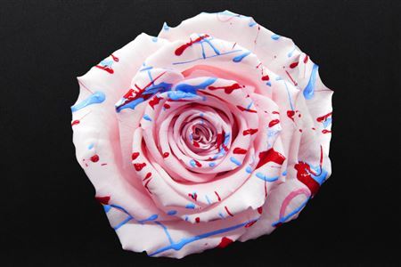 Preserved Rosa Ll Festiva Pink