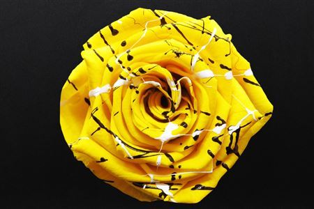 Preserved Rosa Ll Festiva Yellow