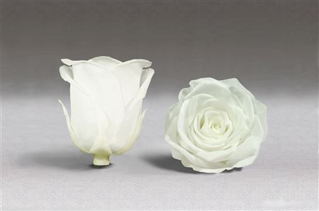 Preserved Rosa Ll Whi 01