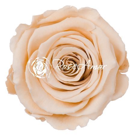 Preserved Rosa Ll Cha 01