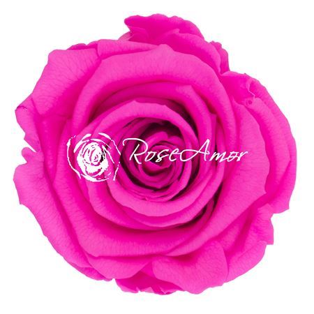 Preserved Rosa Ll Pin 07