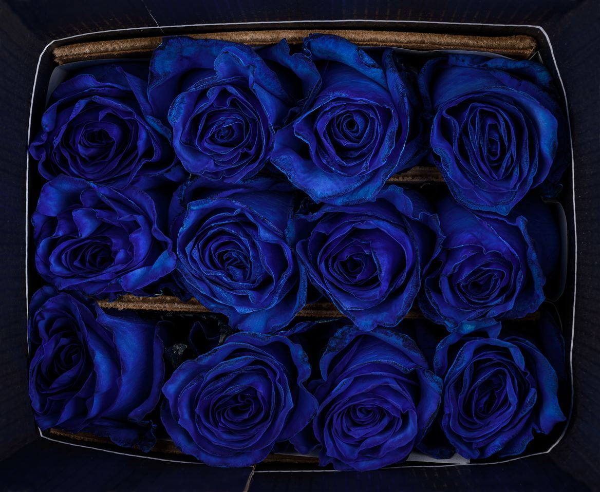 Rosa Ec Mondial Blue Tinted Rosadex