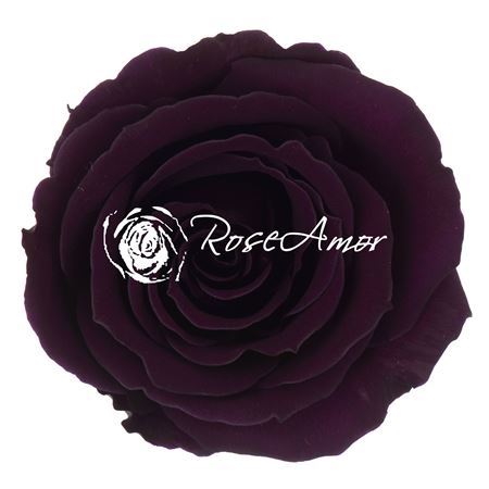 Preserved Rosa Mini Warmi Pur 01