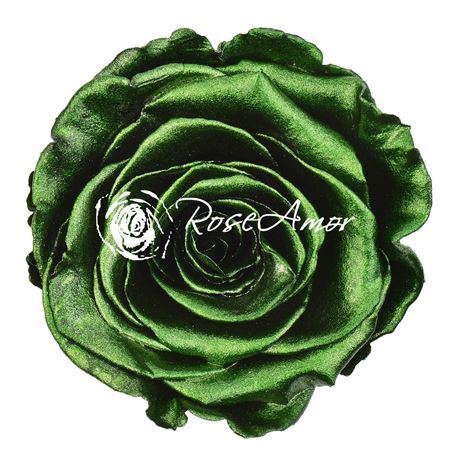 Preserved Rosa L Metallic Green