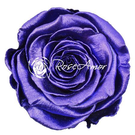 Preserved Rosa Ll Metallic Purple