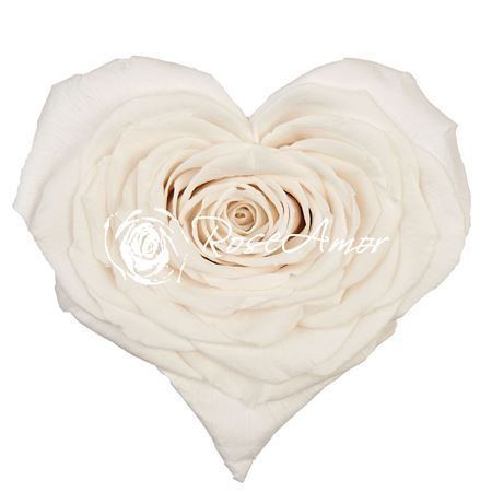 Preserved Rosa Heart Xxl Whi 01