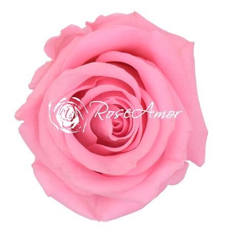 Preserved Rosa Mini Warmi Pin 04