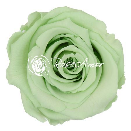 Preserved Rosa Ll Gre 04