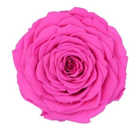 Preserved Rosa Xxl Pin 07