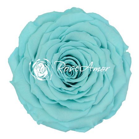 Preserved Rosa Xxl Blu 02