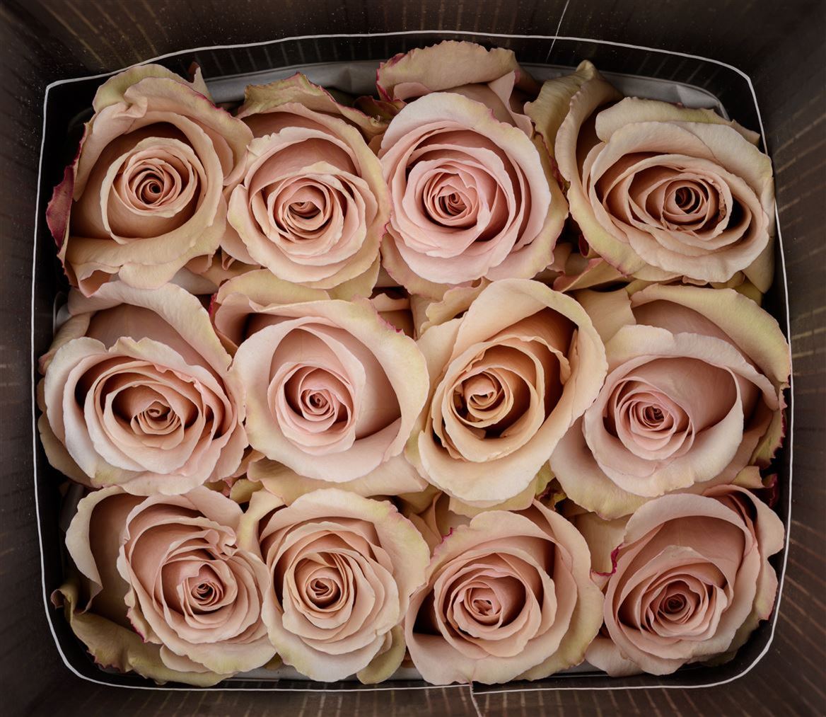 Rosa Ec Quicksand Solpacific