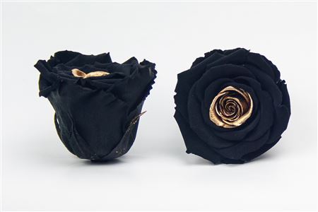 Preserved Rosa Ll Bla 01 Gold