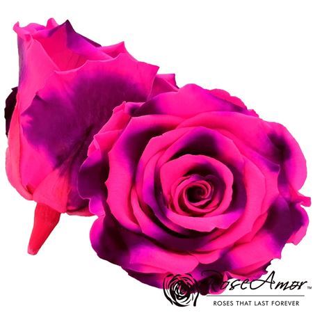 Preserved Rosa Ll Bic 66