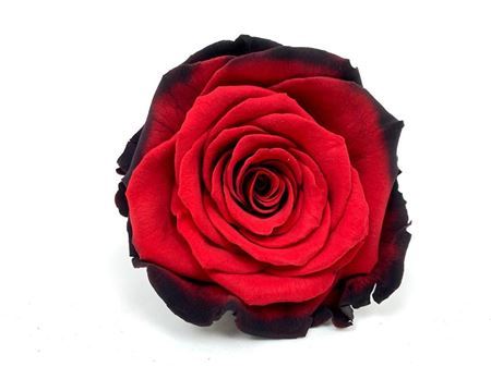 Preserved Rosa Ll Bic 63