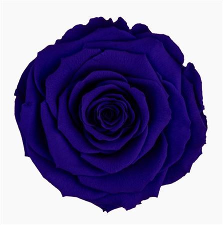 Preserved Rosa Mini Xs Blu 03