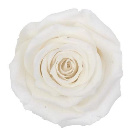 Preserved Rosa Mini Xs Whi 01