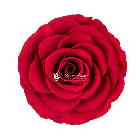Preserved Rosa Bella Red 02