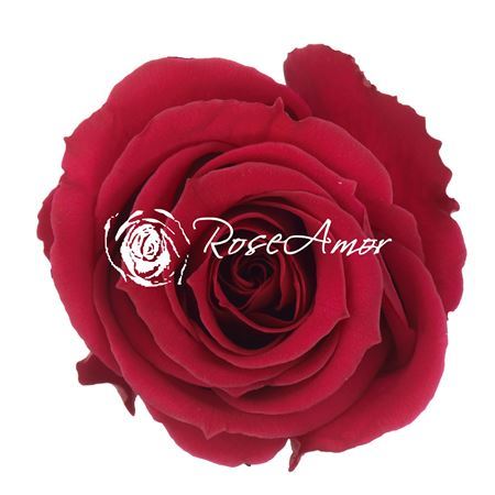 Preserved Rosa Mini Warmi Pin 05