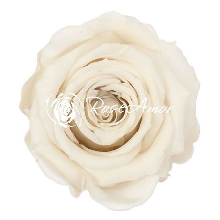 Preserved Rosa Mini Warmi Whi 04