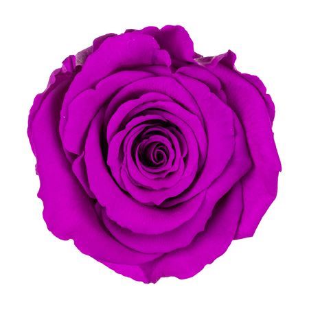 Preserved Rosa Ll Pur 02