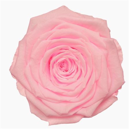 Preserved Rosa Mini Warmi Pin 99