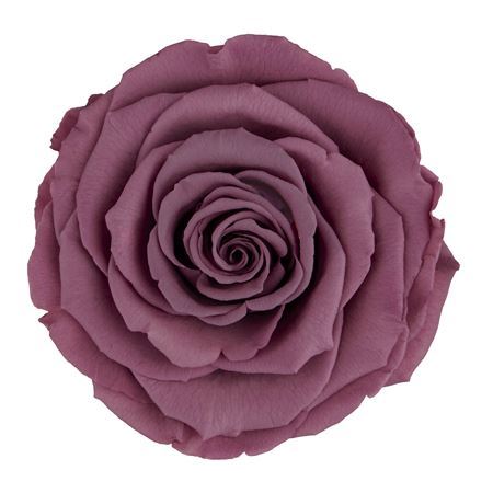 Preserved Rosa Mini Warmi Vio 02