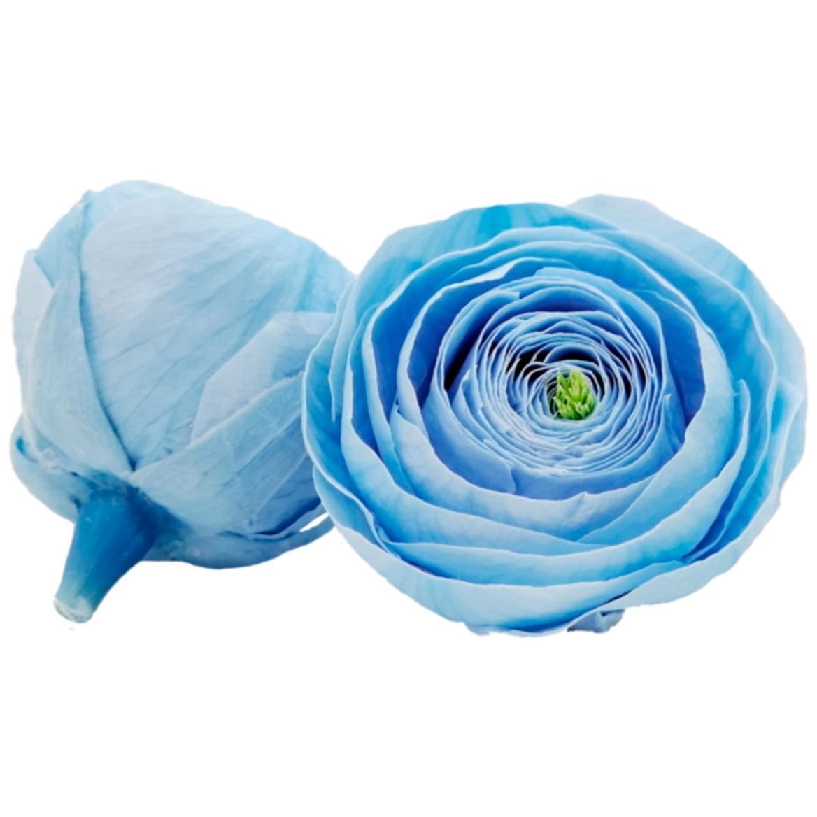 Preserved Ranunculus Blu 89