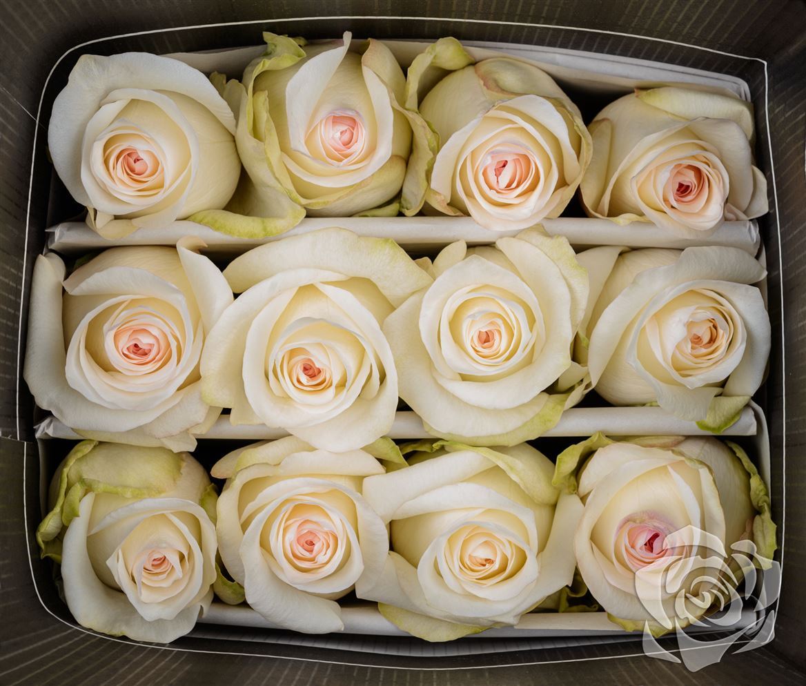 Rosa Ec Candlelight Cananvalley