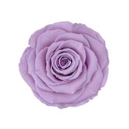 Preserved Rosa Mini Warmi Vio 03