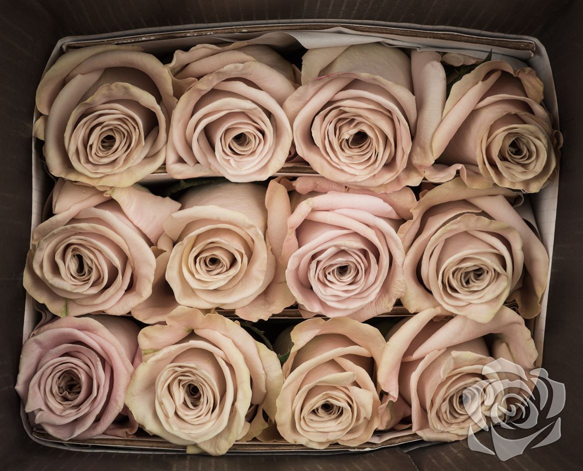 Rosa Ec Menta Attar