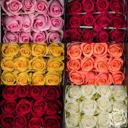 Rosa Ec Mix Valthoming