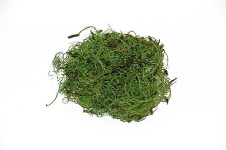 Preserved Muschio Iceland Paint Grassgreen
