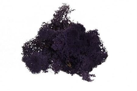 Preserved Muschio Iceland Paint Aubergine