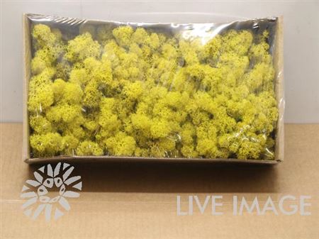 Preserved Muschio Iceland Lemon Yellow