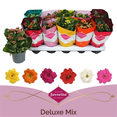 .kalanchoe Gev Perfecta Mix