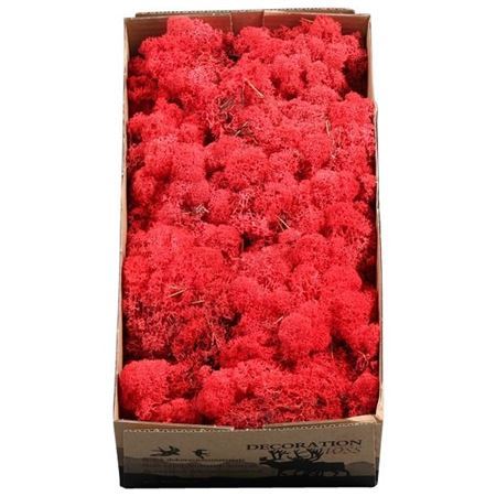 Preserved Muschio Iceland Paint Red