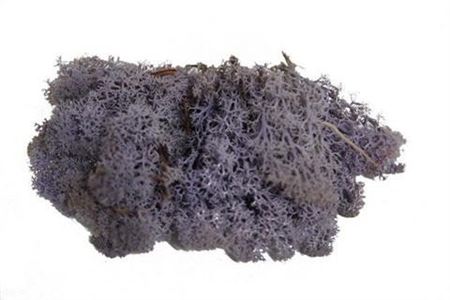Preserved Muschio Iceland Paint Lavender Blue